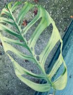 Zdjęcie rośliny Sadzonka Monstera Esqueleto, ujęcie 2