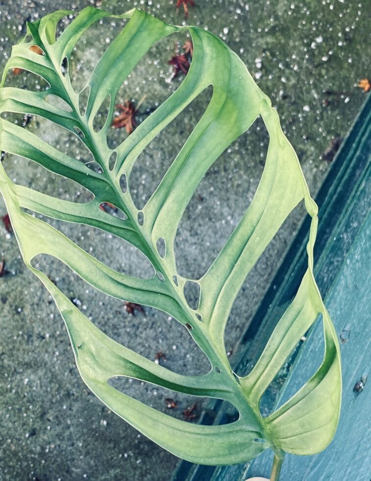 Zdjęcie rośliny Sadzonka Monstera Esqueleto, ujęcie 2