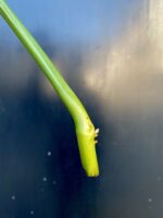 Zdjęcie rośliny Sadzonka Monstera Esqueleto, ujęcie 3