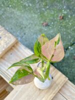 Zdjęcie rośliny Sadzonka Syngonium Pink Splash, ujęcie 1