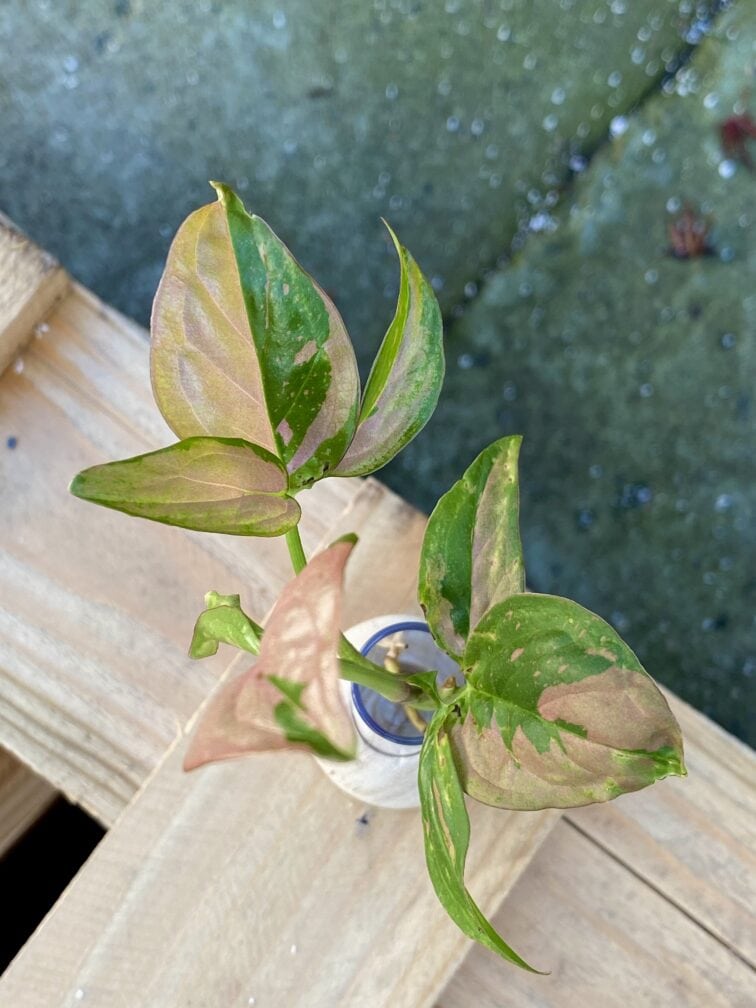 Zdjęcie rośliny Sadzonka Syngonium Pink Splash, ujęcie 3