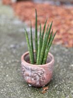 Zdjęcie rośliny Sansevieria baccharis Mikado, ujęcie 1