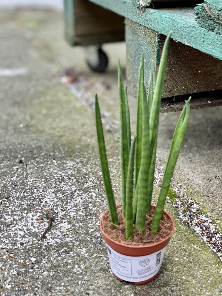Zdjęcie rośliny Sansevieria baccharis Mikado, ujęcie 2