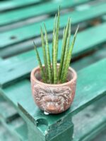 Zdjęcie rośliny Sansevieria baccharis Mikado, ujęcie 3
