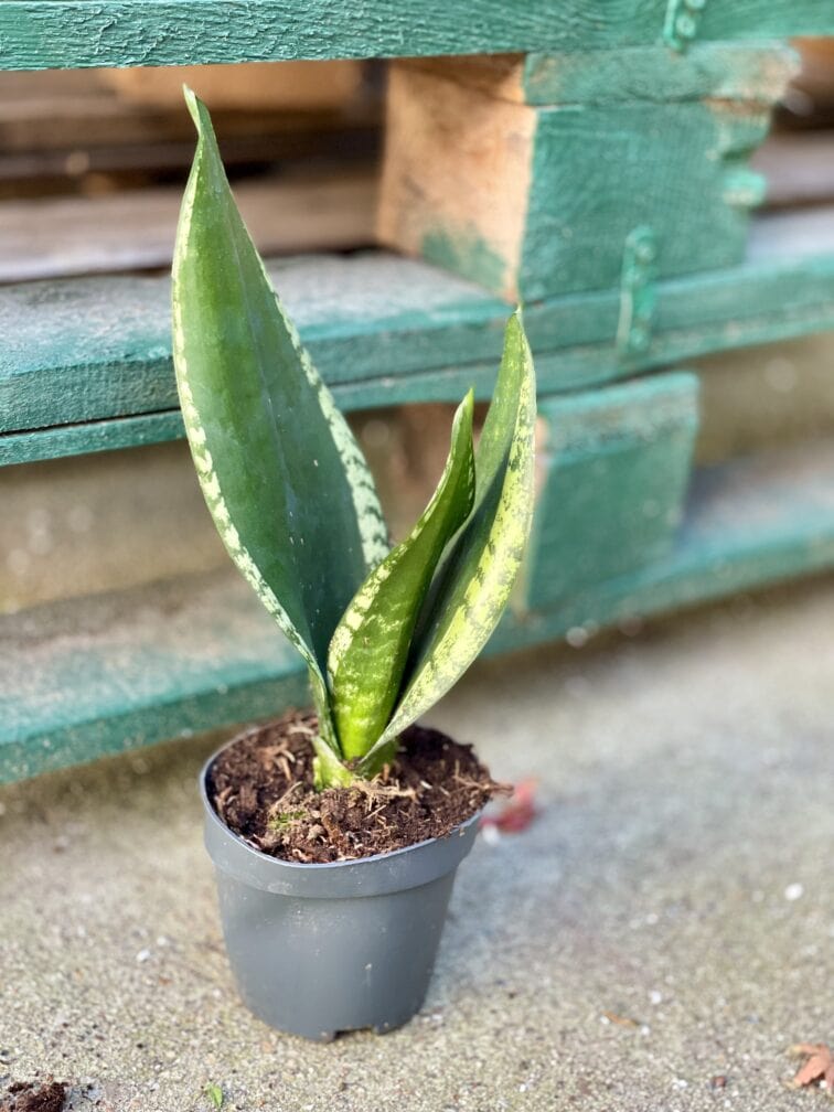sansevieria-trifasciata-silver-flame_10x35-1_1635583644.jpg Zdjęcie rośliny Sansevieria trifasciata Silver Flame, ujęcie 1