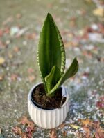 Zdjęcie rośliny Sansevieria trifasciata Silver Flame, ujęcie 2