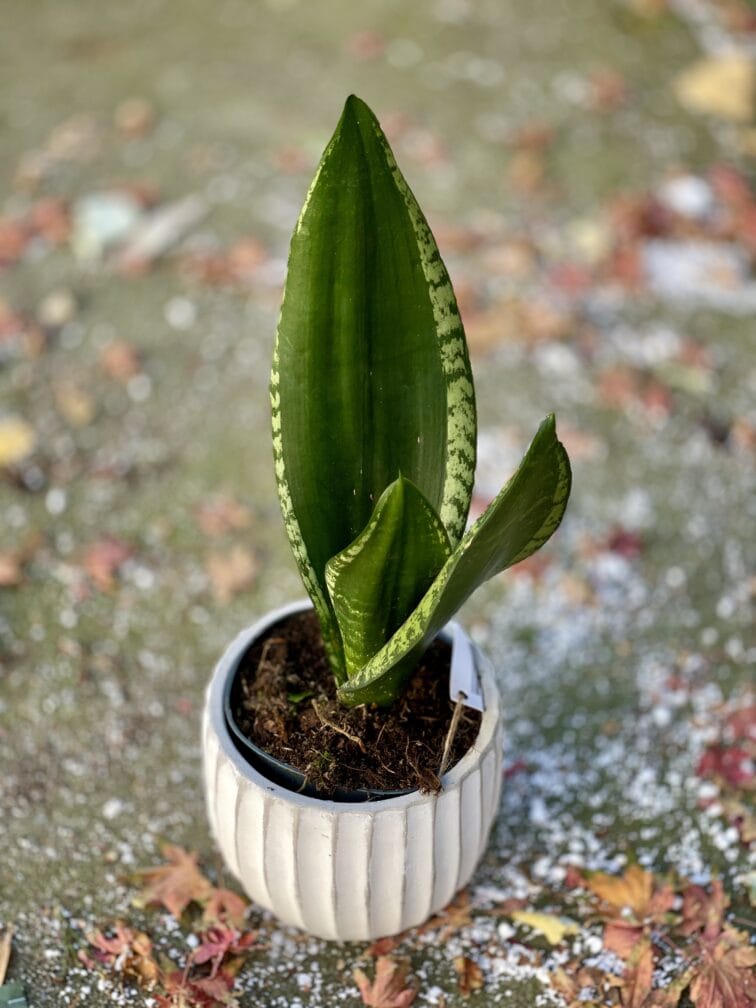 Zdjęcie rośliny Sansevieria trifasciata Silver Flame, ujęcie 2