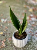 Zdjęcie rośliny Sansevieria trifasciata Silver Flame, ujęcie 3
