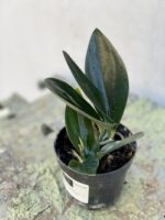 Zdjęcie rośliny Scindapsus treubi dark form, ujęcie 2