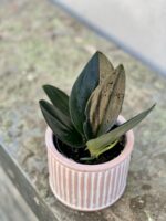 Zdjęcie rośliny Scindapsus treubi dark form, ujęcie 3