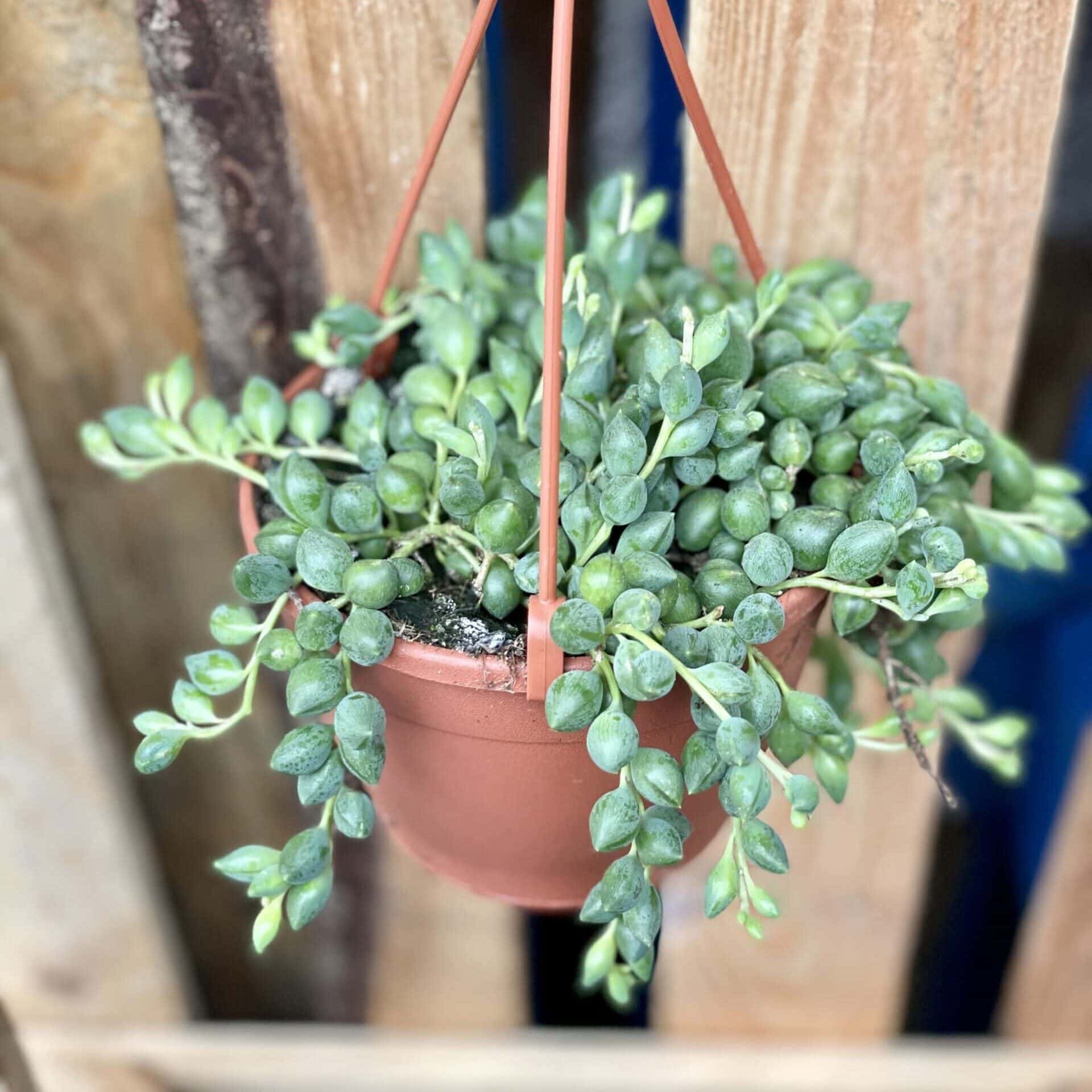 Senecio herreianus sznur pereł