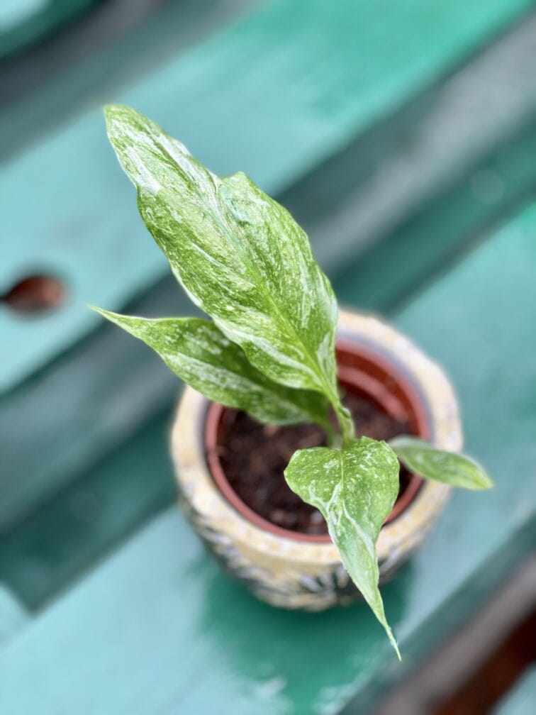 Zdjęcie rośliny Spathiphyllum Diamond (Skrzydłokwiat), ujęcie 1