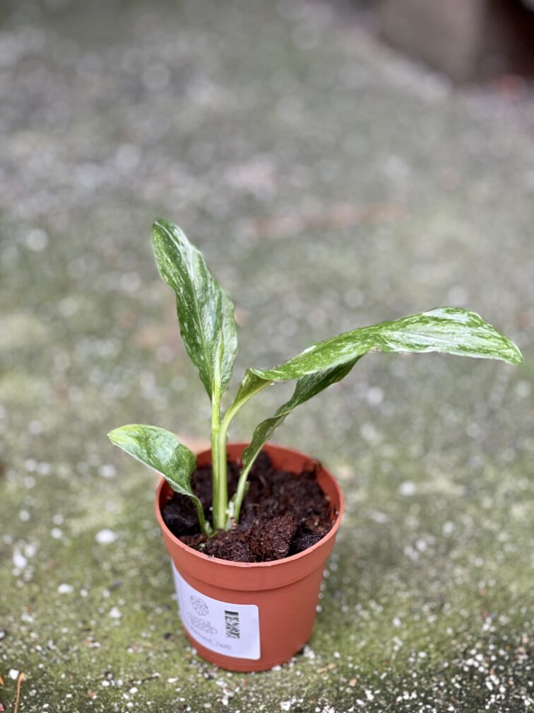 Zdjęcie rośliny Spathiphyllum Diamond (Skrzydłokwiat), ujęcie 2