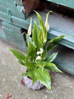 Zdjęcie rośliny Spathiphyllum Sweet Chico ( skrzydłokwiat), ujęcie 1