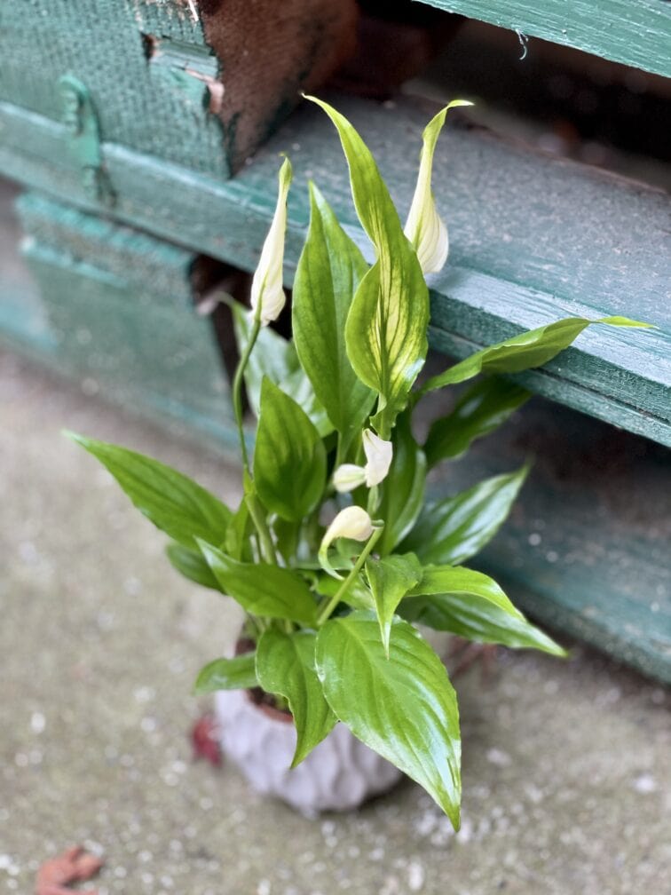 spathiphyllum-sweet-chico_6x25-1_1636791646.jpg Zdjęcie rośliny Spathiphyllum Sweet Chico ( skrzydłokwiat), ujęcie 1