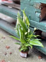 Zdjęcie rośliny Spathiphyllum Sweet Chico ( skrzydłokwiat), ujęcie 2