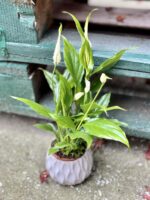 Zdjęcie rośliny Spathiphyllum Sweet Chico ( skrzydłokwiat), ujęcie 3