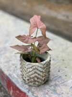 Zdjęcie rośliny Syngonium Pink Allusion, ujęcie 3
