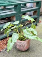 Zdjęcie rośliny Thaumatophyllum Xanadu, ujęcie 3