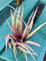 Zdjęcie rośliny Tillandsia capitata Orange, ujęcie 1