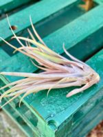 Zdjęcie rośliny Tillandsia capitata Orange, ujęcie 2