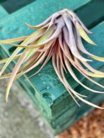 Zdjęcie rośliny Tillandsia capitata Orange, ujęcie 3