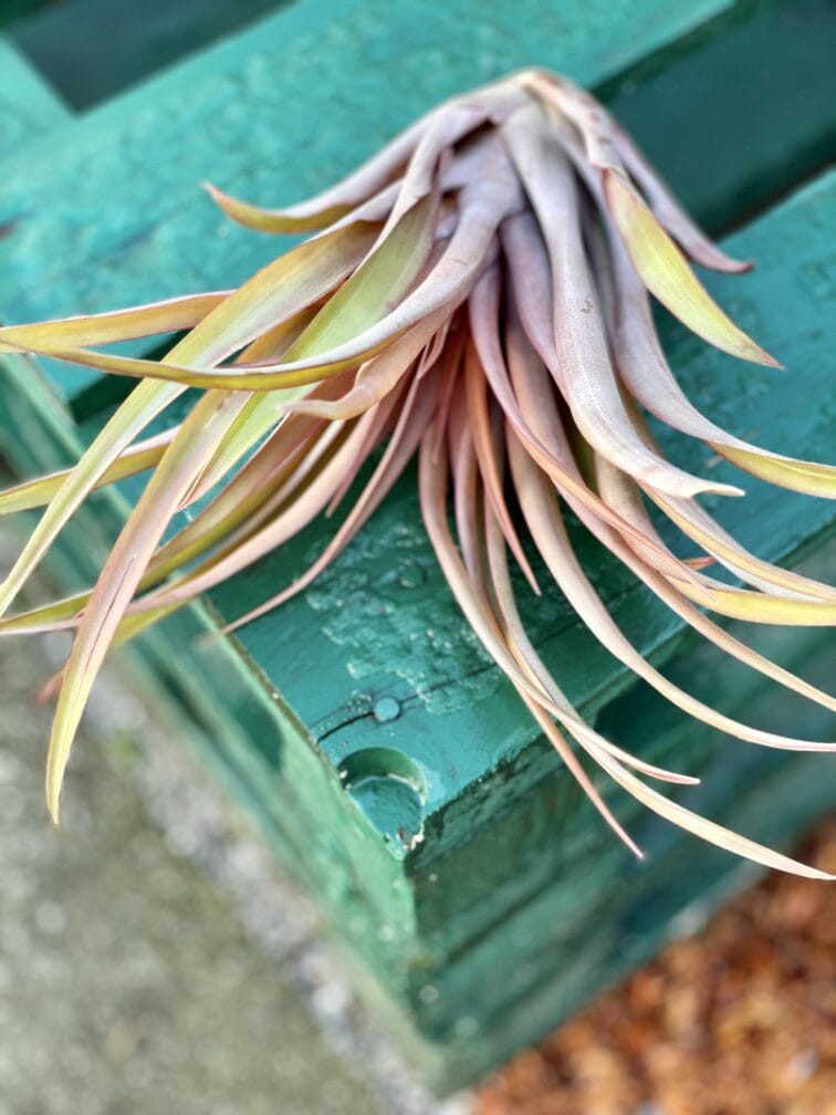 Zdjęcie rośliny Tillandsia capitata Orange, ujęcie 3