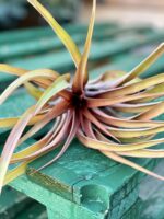 Zdjęcie rośliny Tillandsia capitata Orange, ujęcie 4