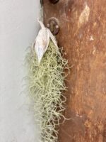 Zdjęcie rośliny Tillandsia Usneoides w łupinie (Oplątwa), ujęcie 1