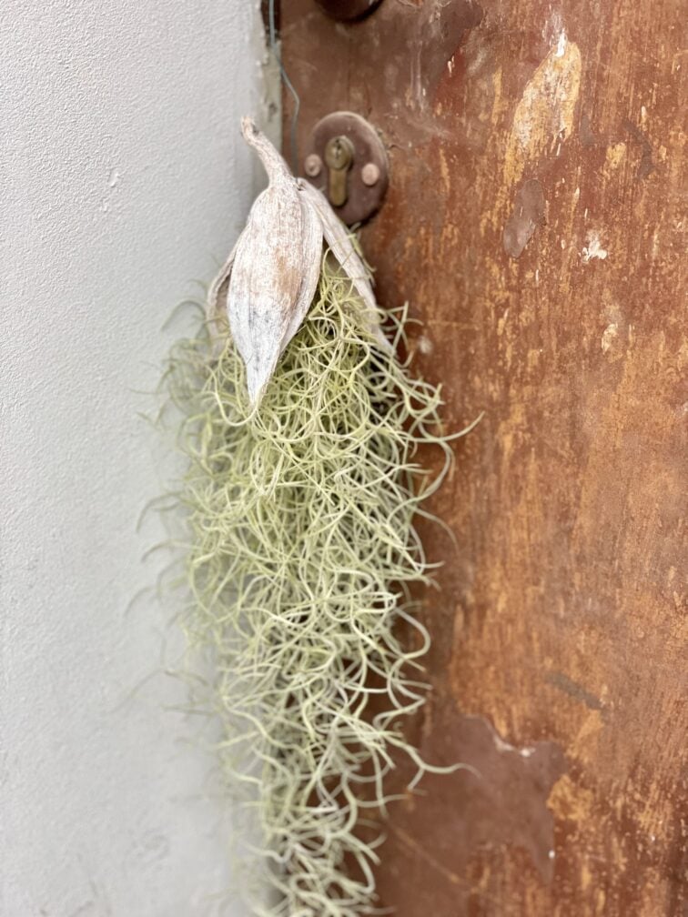 Zdjęcie rośliny Tillandsia Usneoides w łupinie (Oplątwa), ujęcie 1