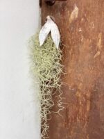 Zdjęcie rośliny Tillandsia Usneoides w łupinie (Oplątwa), ujęcie 2