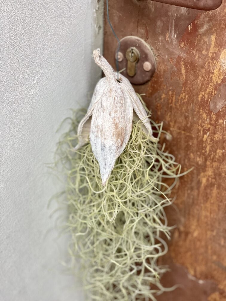 Zdjęcie rośliny Tillandsia Usneoides w łupinie (Oplątwa), ujęcie 3