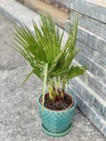 Zdjęcie rośliny Washingtonia robusta (Palma meksykańska), ujęcie 2