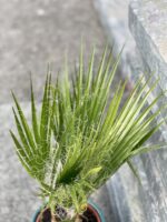 Zdjęcie rośliny Washingtonia robusta (Palma meksykańska), ujęcie 3