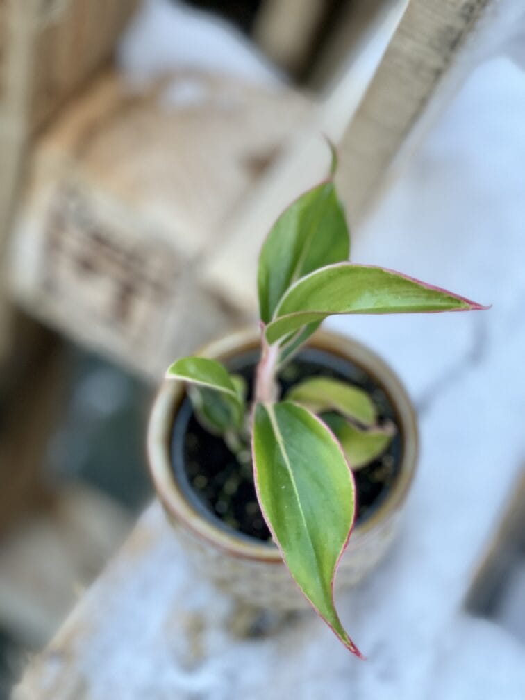 Zdjęcie rośliny Aglaonema King of Siam, ujęcie 1