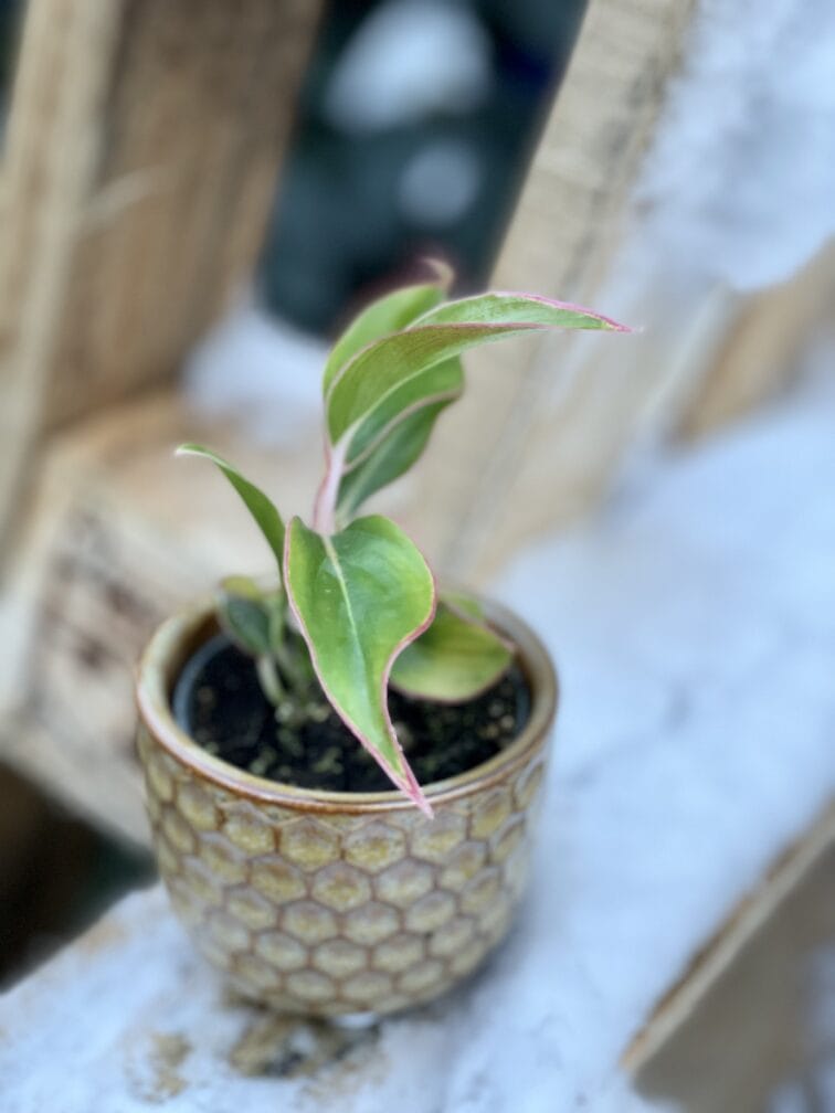 Zdjęcie rośliny Aglaonema King of Siam, ujęcie 2