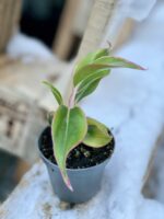 Zdjęcie rośliny Aglaonema King of Siam, ujęcie 3