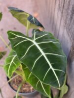 Zdjęcie rośliny Alocasia micholitziana "Frydek", ujęcie 2