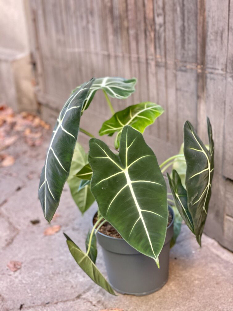 Zdjęcie rośliny Alocasia micholitziana "Frydek", ujęcie 3