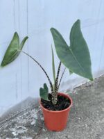 Zdjęcie rośliny Alocasia Zebrina, ujęcie 1