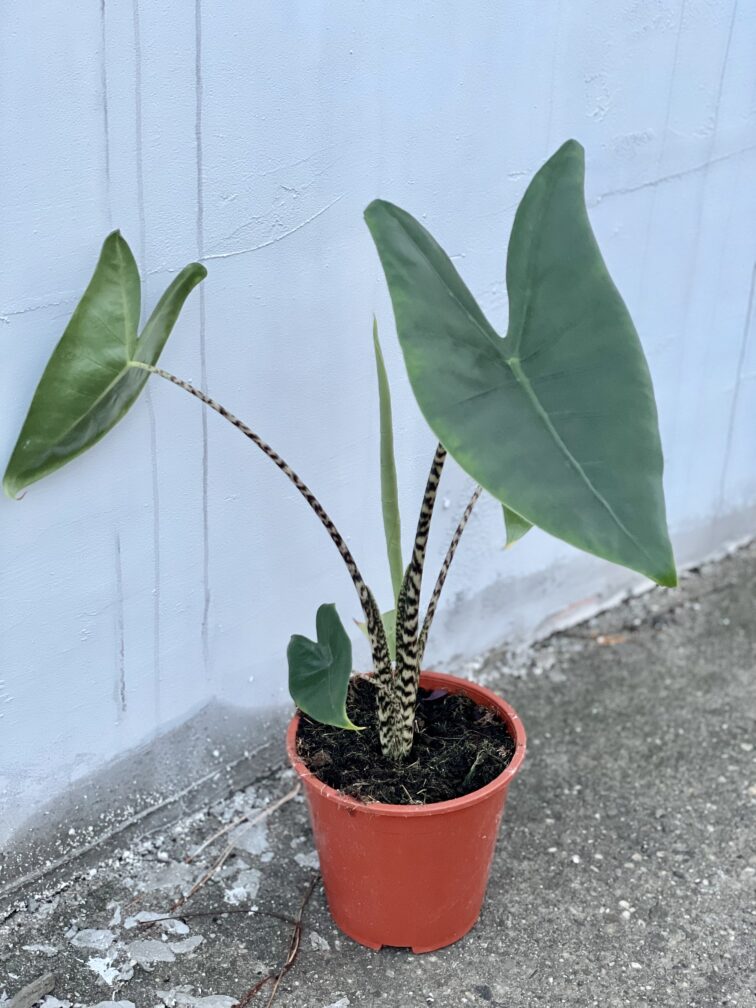 alocasia-zebrina_19x85-1_1639146396.jpg Zdjęcie rośliny Alocasia Zebrina, ujęcie 1