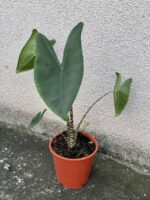 Zdjęcie rośliny Alocasia Zebrina, ujęcie 3