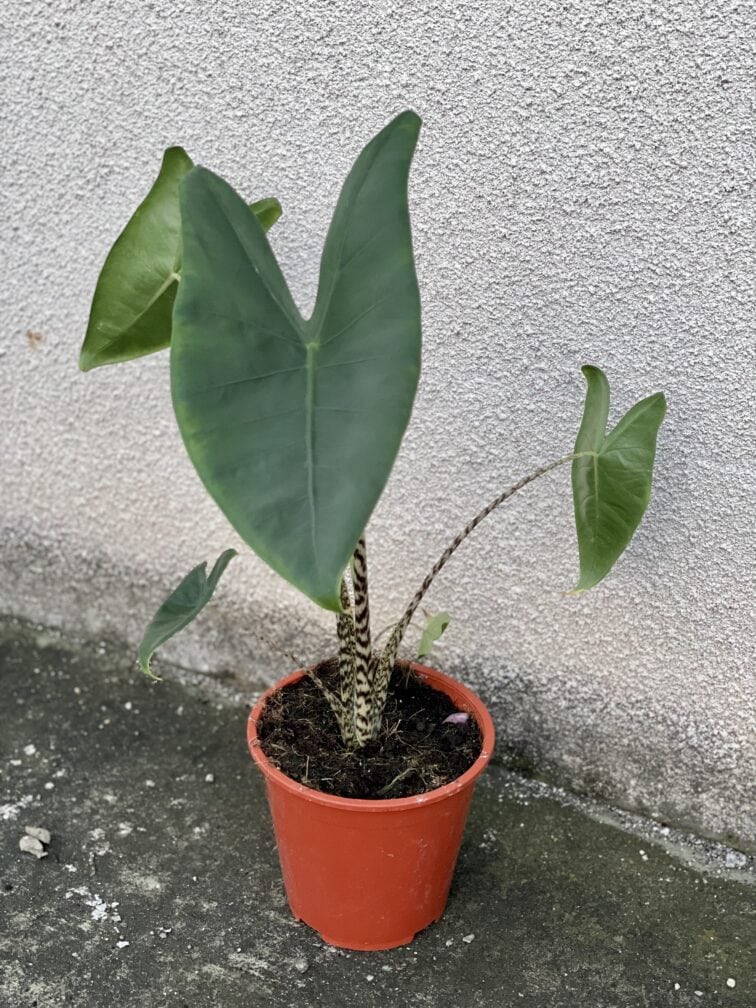 Zdjęcie rośliny Alocasia Zebrina, ujęcie 3