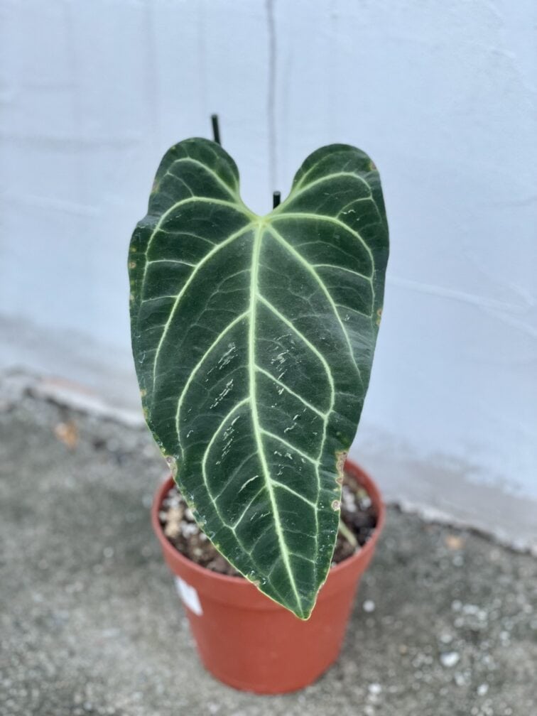 Zdjęcie rośliny Anthurium regale, ujęcie 3