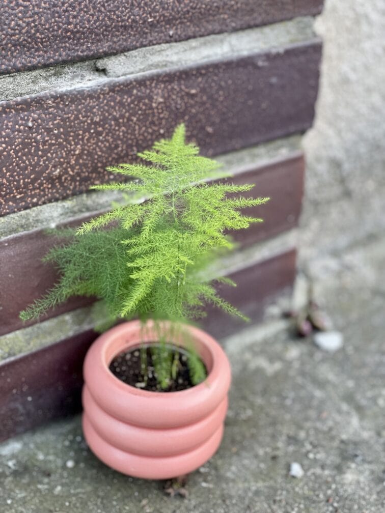 Zdjęcie rośliny Asparagus Plumosus, ujęcie 1