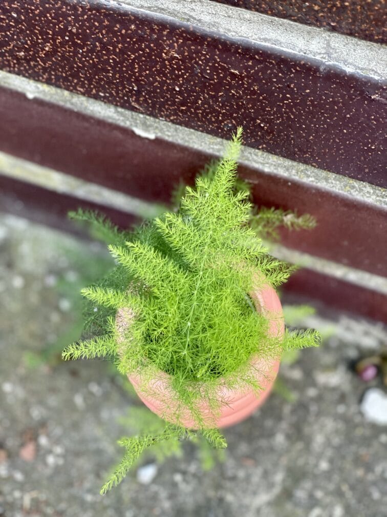 Zdjęcie rośliny Asparagus Plumosus, ujęcie 2
