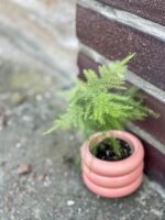 Zdjęcie rośliny Asparagus Plumosus, ujęcie 3