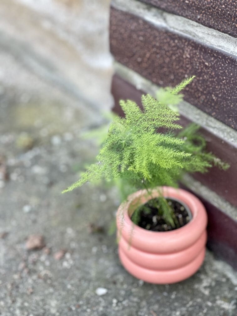 Zdjęcie rośliny Asparagus Plumosus, ujęcie 3