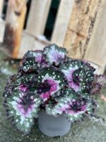 Zdjęcie rośliny Begonia Maui Mist, ujęcie 1