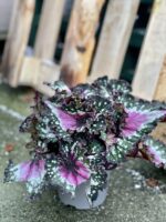 Zdjęcie rośliny Begonia Maui Mist, ujęcie 2